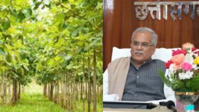 mukhyamantri vrksh sampada yojana