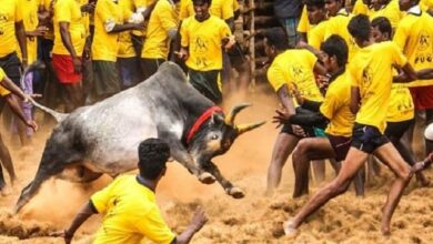 jallikattu-festival