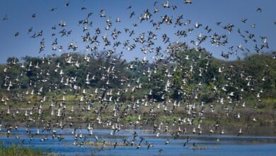छत्तीसगढ़ का पहला रामसर साइट बना कोपरा जलाशय, वन एवं जलवायु परिवर्तन मंत्री श्री केदार कश्यप ने प्रदेशवासियों को दी बधाई
