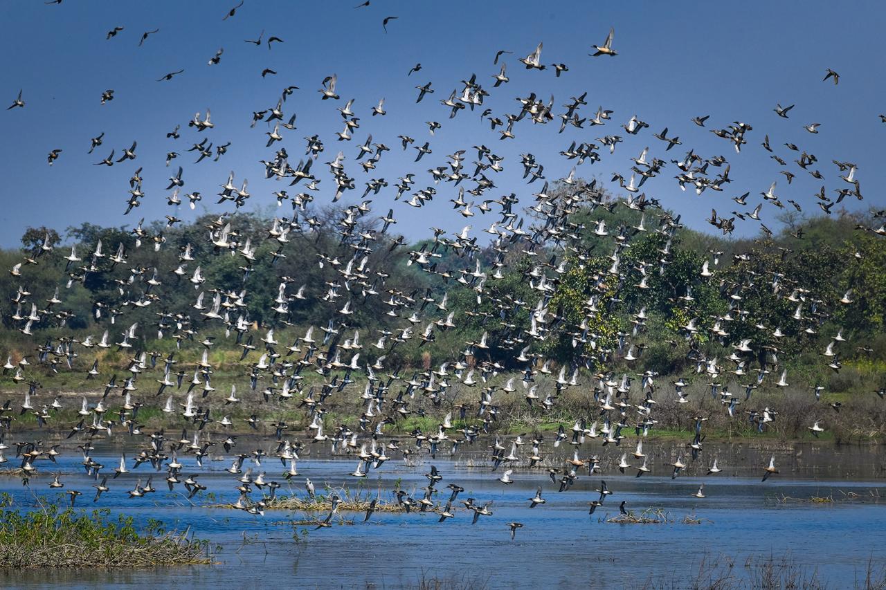छत्तीसगढ़ का पहला रामसर साइट बना कोपरा जलाशय, वन एवं जलवायु परिवर्तन मंत्री श्री केदार कश्यप ने प्रदेशवासियों को दी बधाई