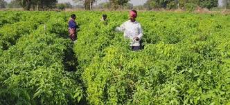 ड्रिप तकनीक से बदली खेती की तस्वीर: धान–मिर्ची की फसल से किसान मुकेश चौधरी को सालाना लाखों की आमदनी