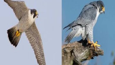 उदंती-सीतानदी में दिखा दुनिया का सबसे तेज़ उड़ने वाला पक्षी पेरेग्रीन फाल्कन