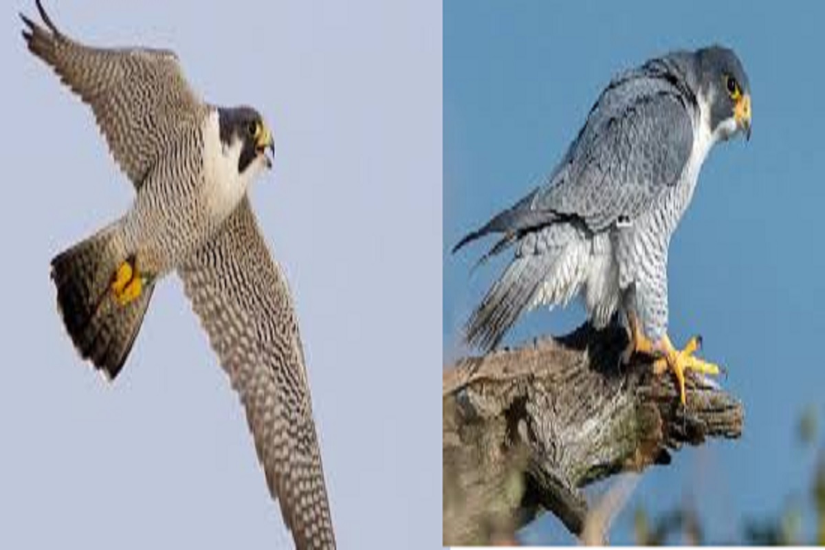 उदंती-सीतानदी में दिखा दुनिया का सबसे तेज़ उड़ने वाला पक्षी पेरेग्रीन फाल्कन