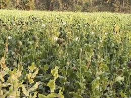 दुर्ग के बाद अब बलरामपुर में अवैध खेती का खुलासा, दो एकड़ में लगी है फसल