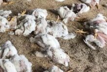 बिलासपुर में बर्ड फ्लू का कहर, बोरियों में मृत मुर्गियां मिली, मचा हड़कंप