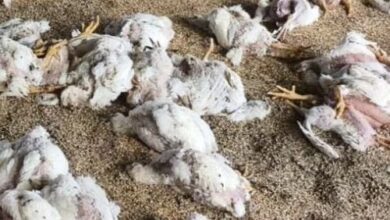 बिलासपुर में बर्ड फ्लू का कहर, बोरियों में मृत मुर्गियां मिली, मचा हड़कंप