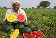 छत्तीसगढ़ में तरबूज की नई प्रजाति की खेती, बाहर से हरा और काटने पर निकलता है पीला-लाल