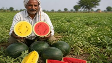 छत्तीसगढ़ में तरबूज की नई प्रजाति की खेती, बाहर से हरा और काटने पर निकलता है पीला-लाल